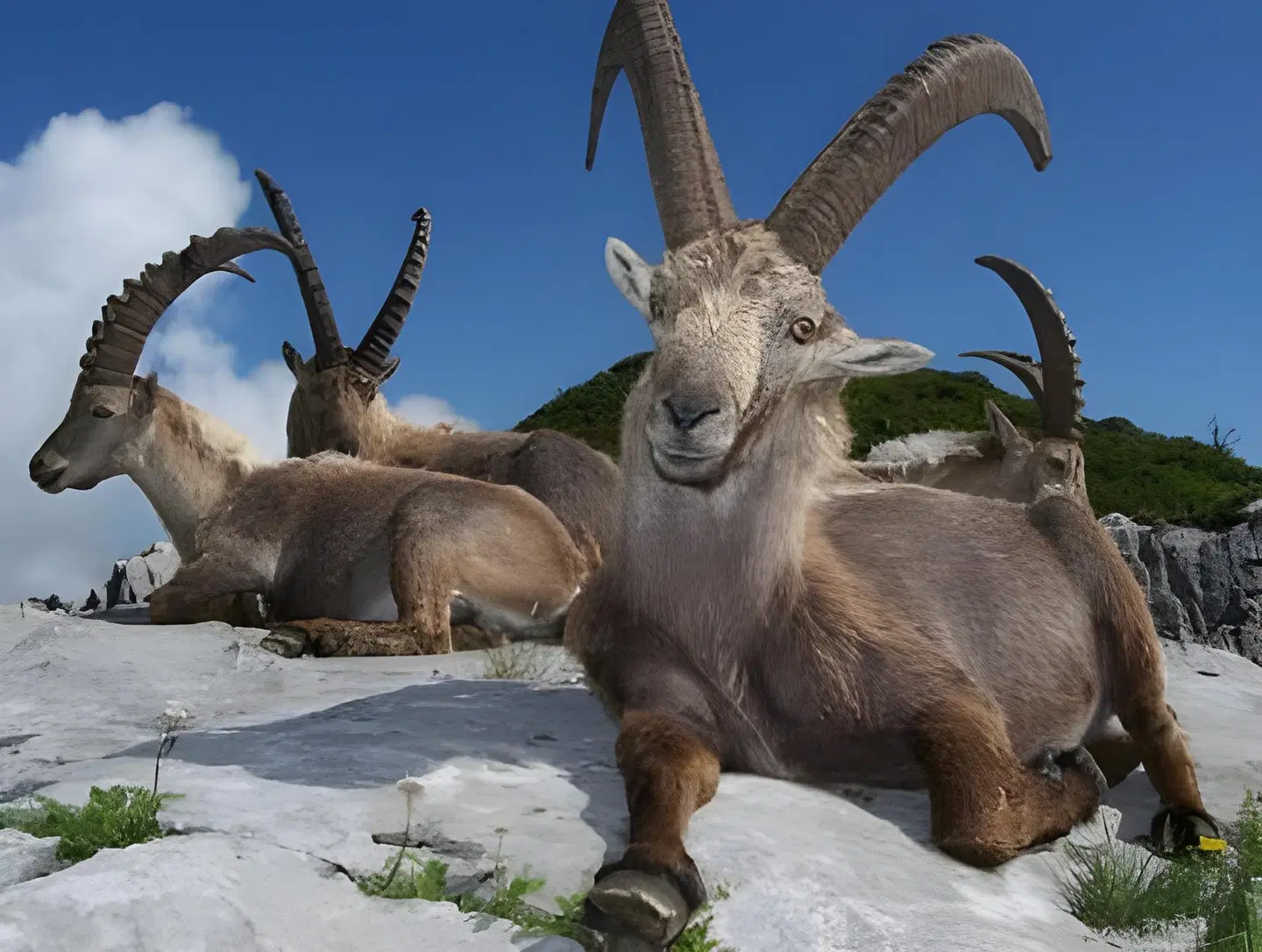 Le Relais Du Mont Blanc Tiere
