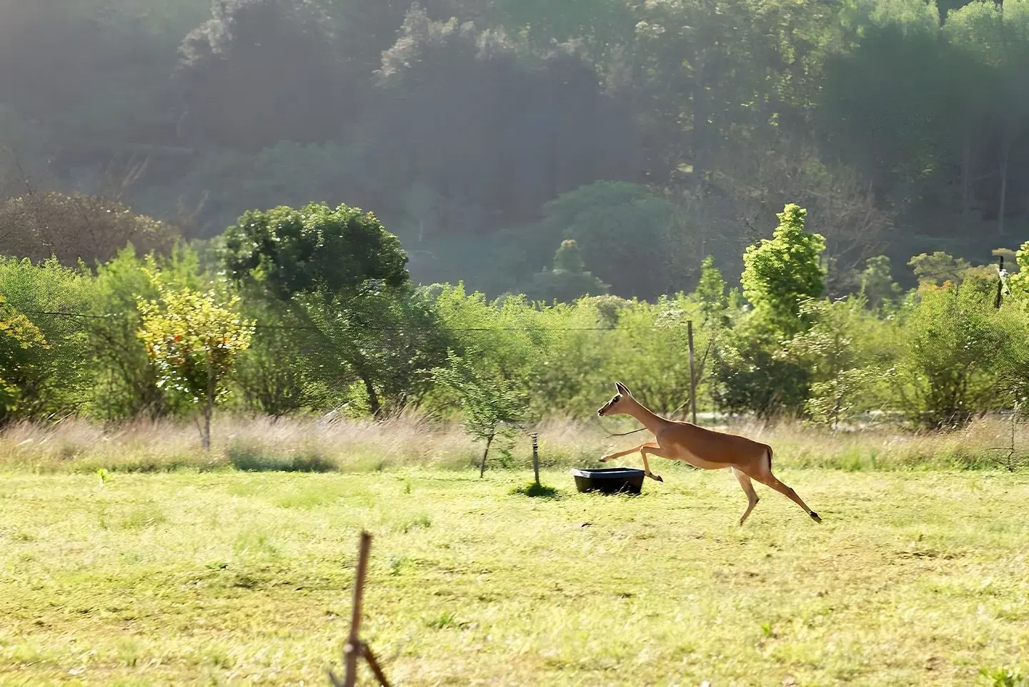 Matusadona Guest Lodge Tiere