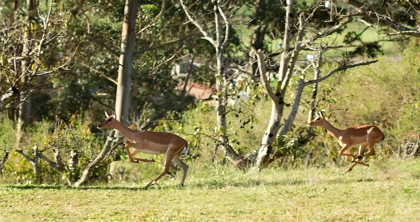 Matusadona Guest Lodge Tiere