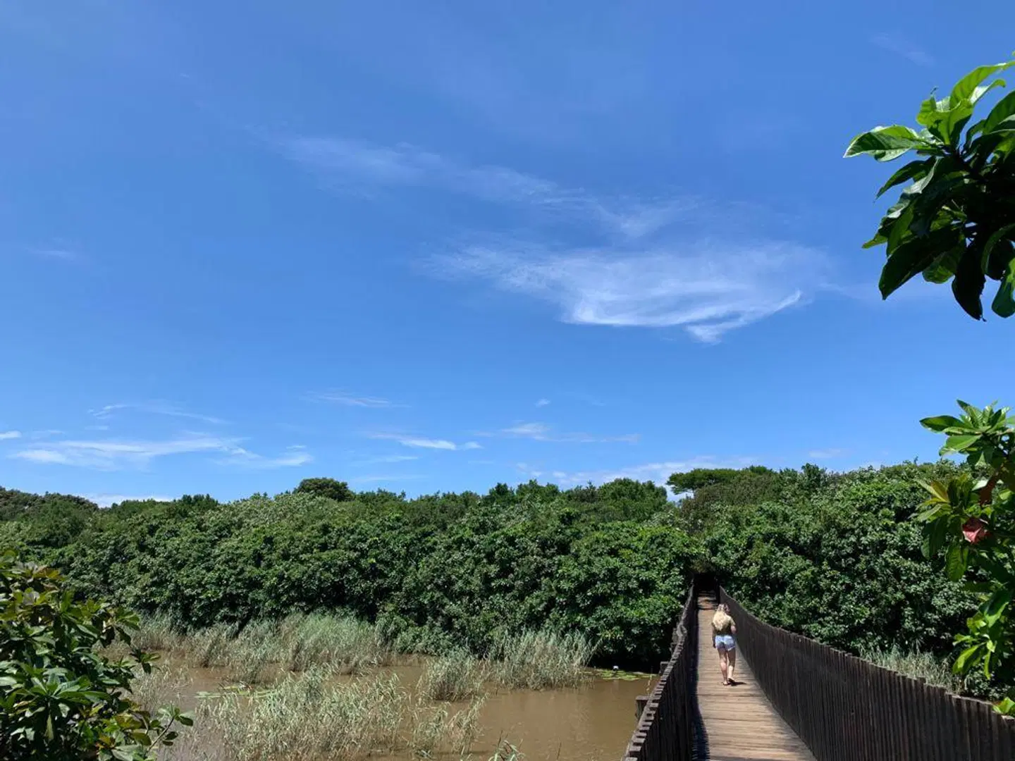 Mtunzini Forest Lodge LANDSCAPE