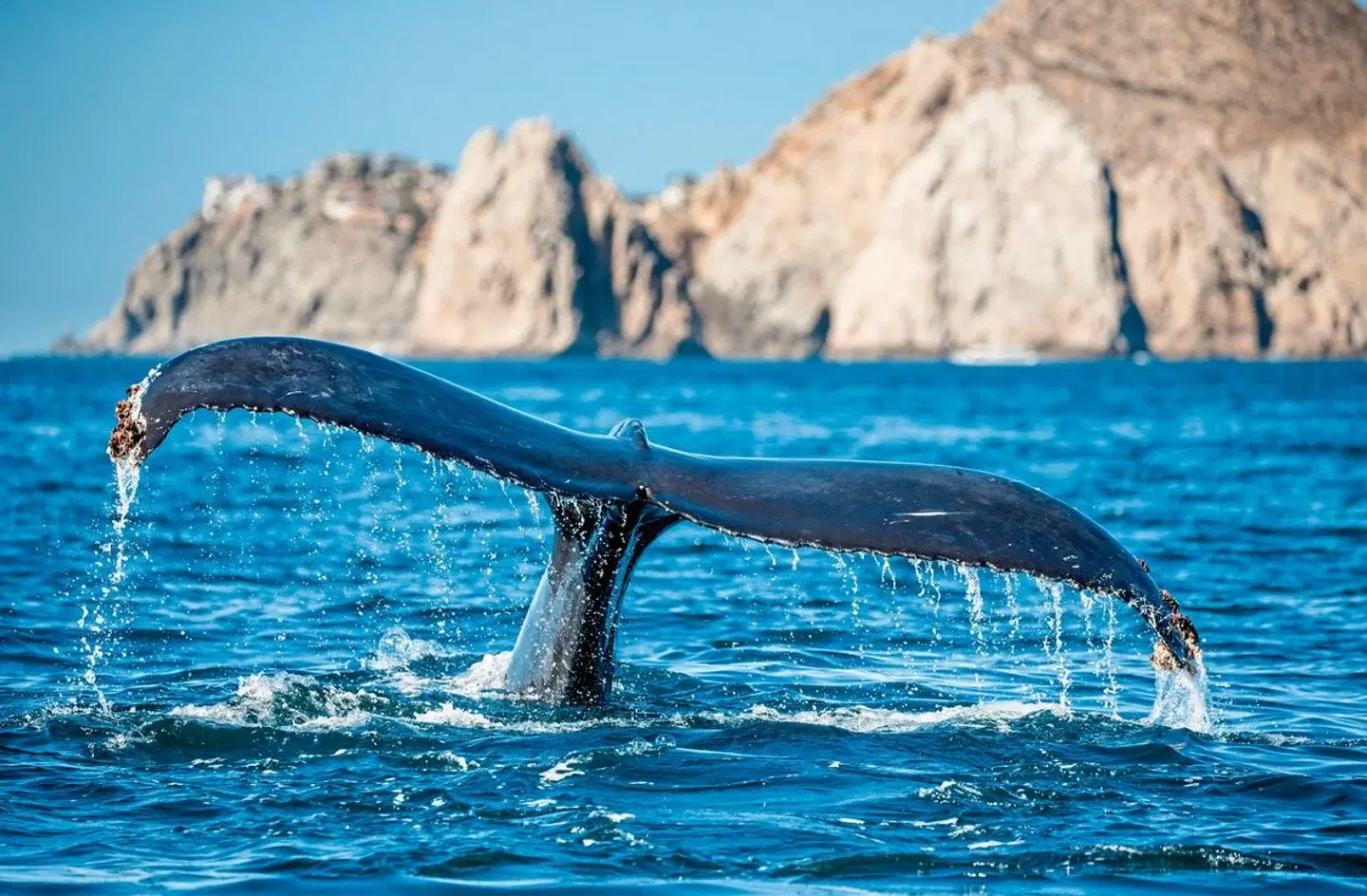 Mietwagenreise Baja California Tiere