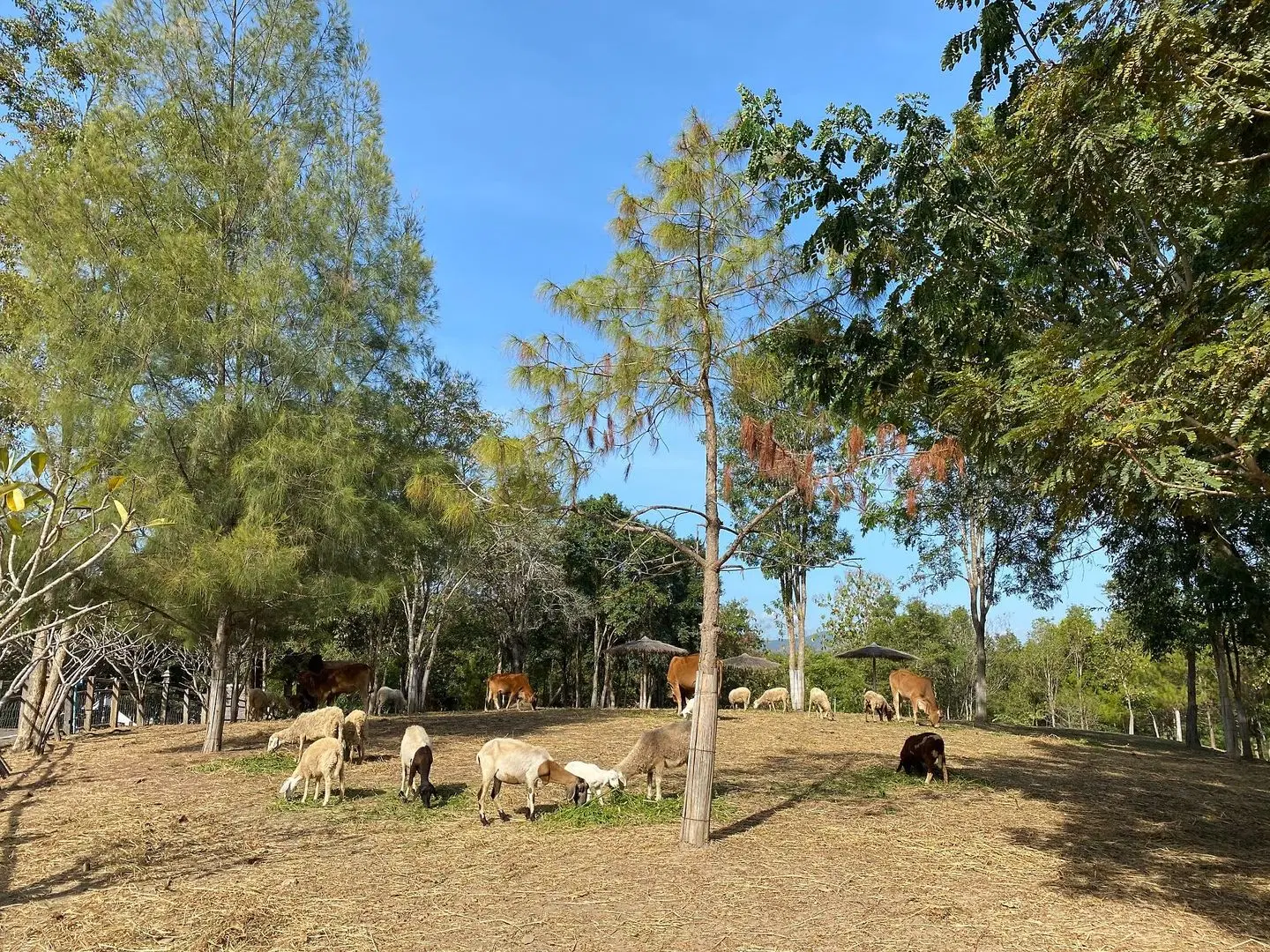 Ruean Racha Resort Tiere