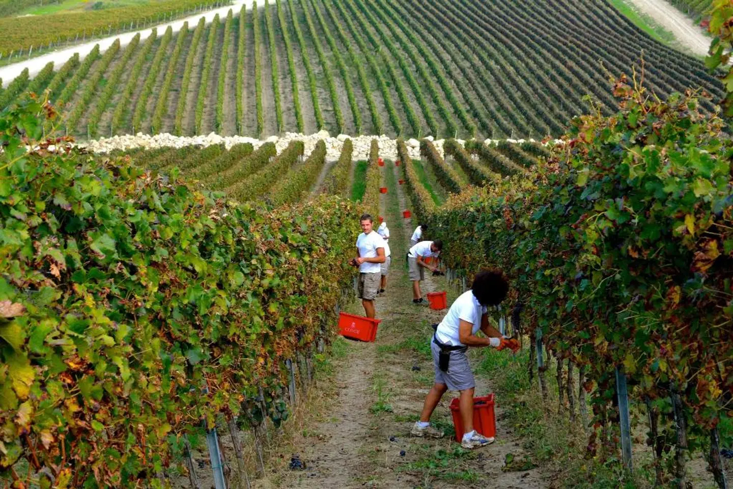 Borgo Condé Wine Resort SPORTS_AND_LEISURE