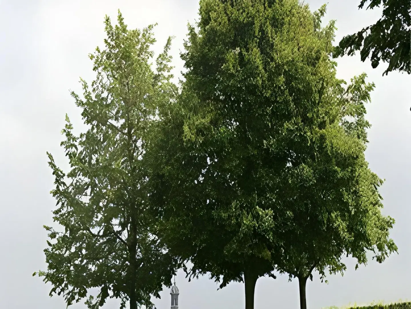 Grüner Baum LANDSCAPE