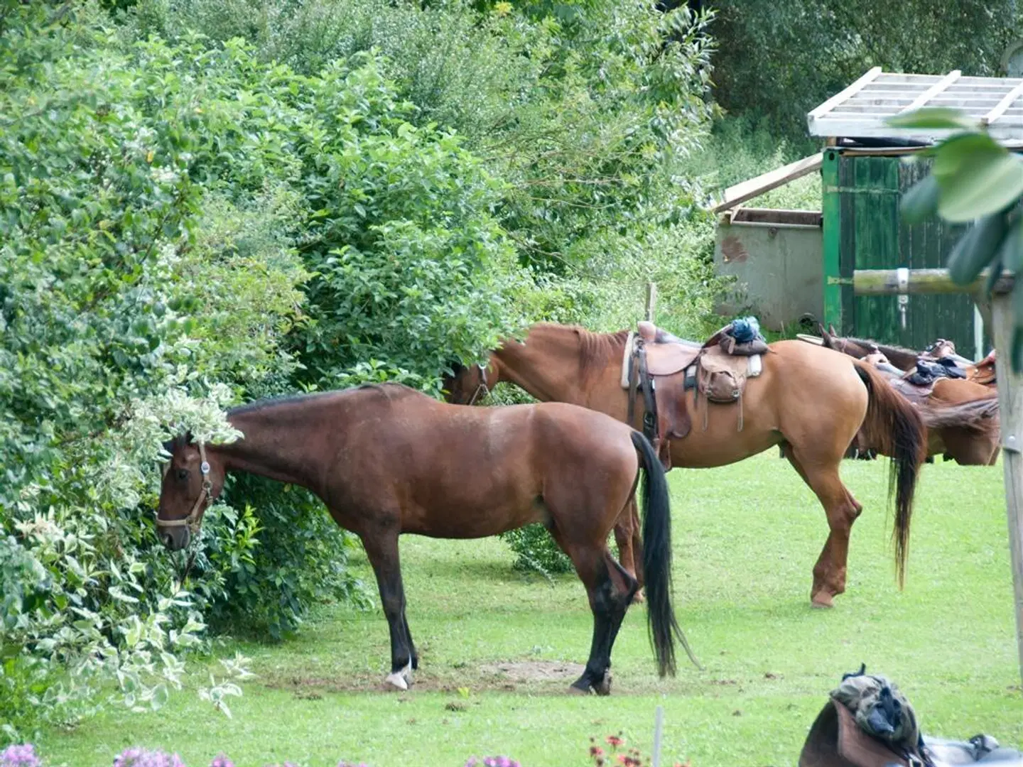 Landgasthof Feihl Tiere