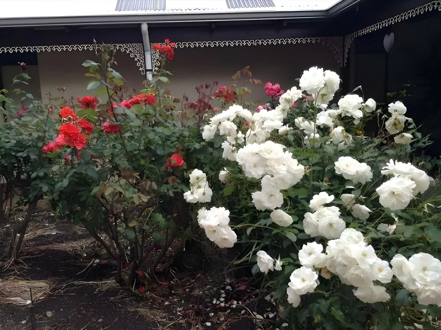 The Noble Grape Guesthouse Tiere