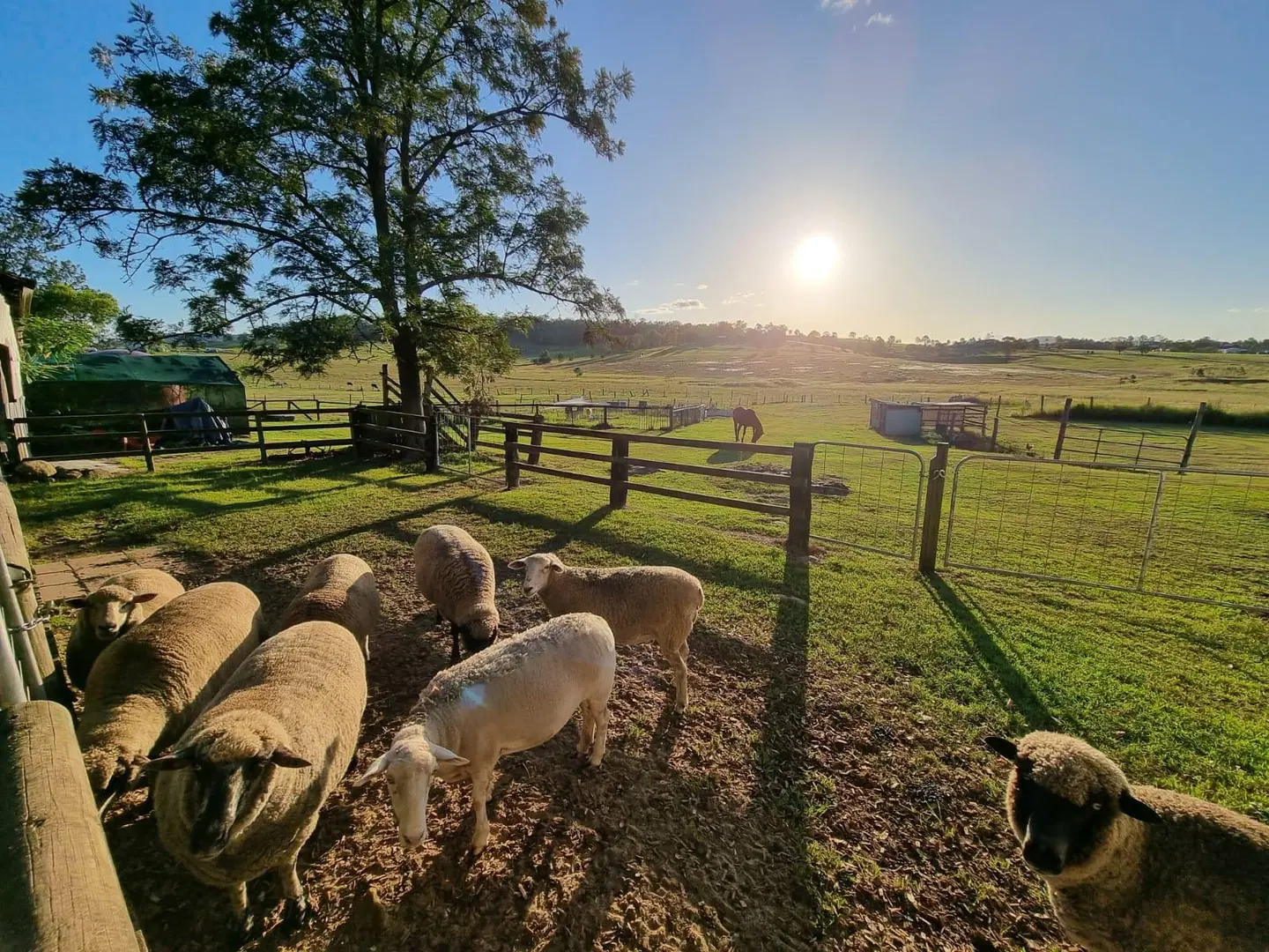 Clandulla Cottages & Farmstay Tiere