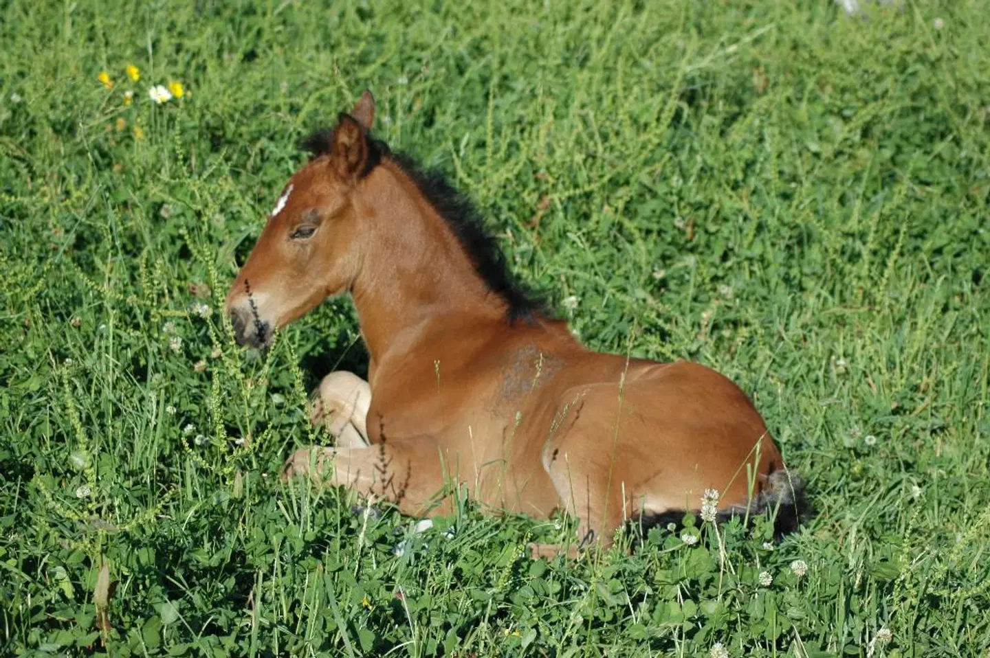 Finca Agroturismo Son Samà Tiere