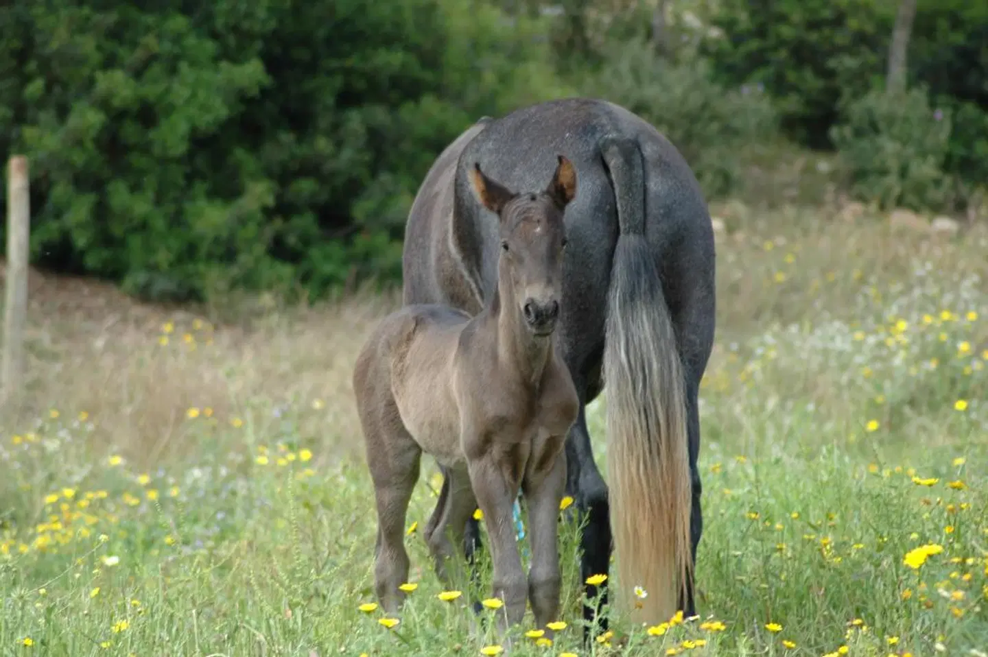 Finca Agroturismo Son Samà Tiere
