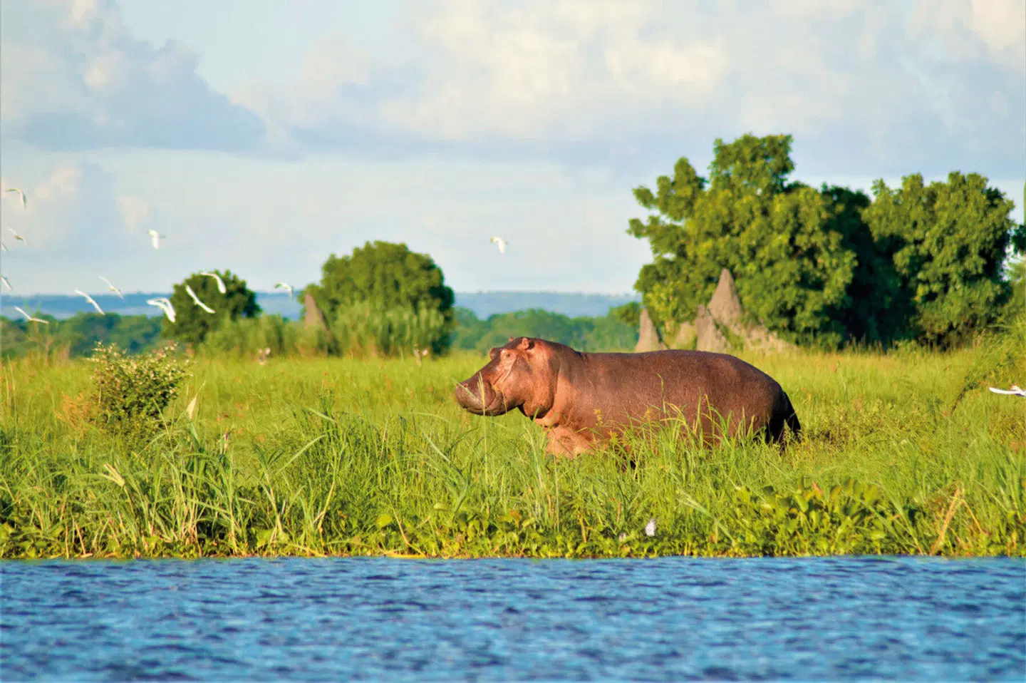 Malawi Rundreise Tiere