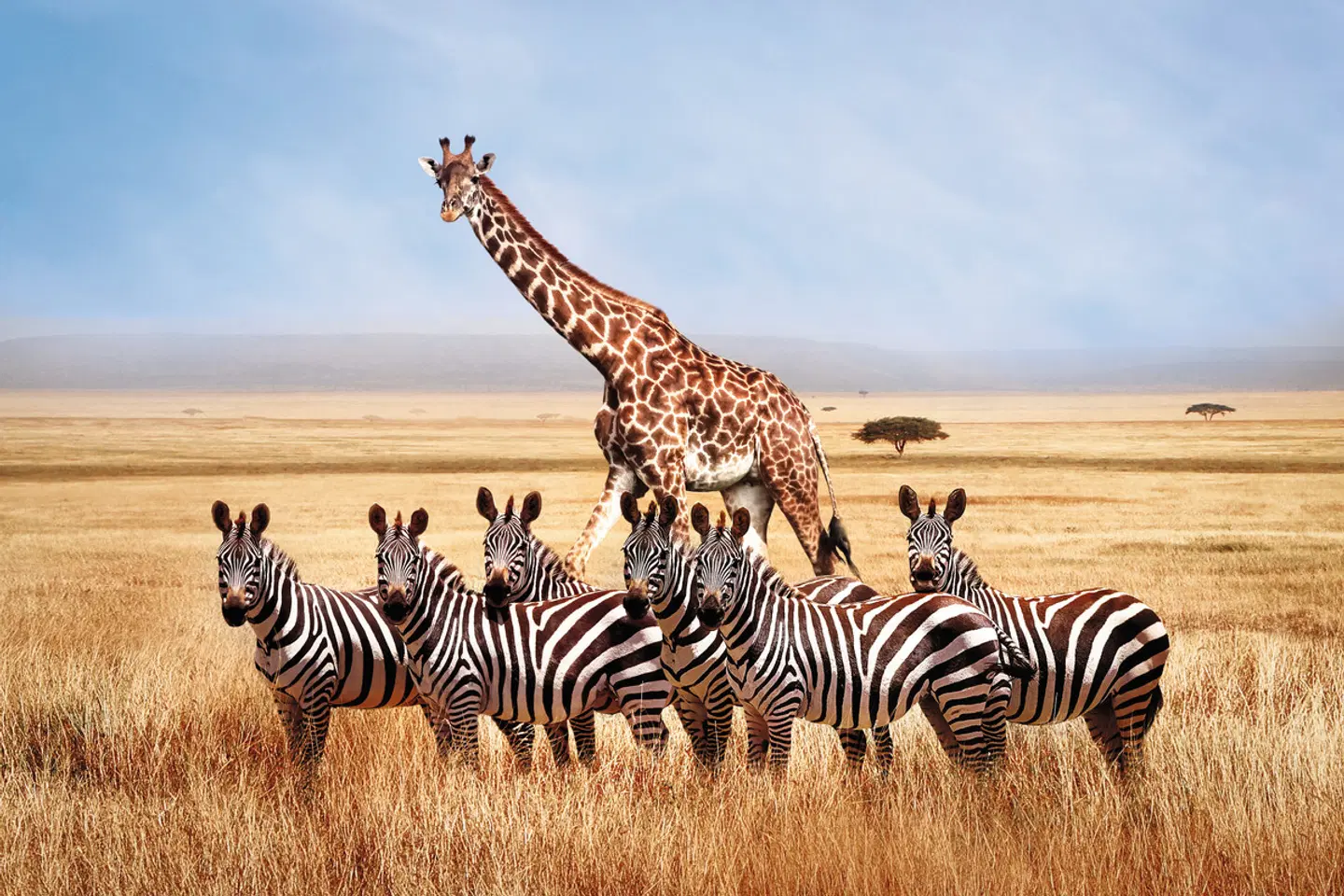 Tansania, Kenia & Inseltraum Sansibar Tiere