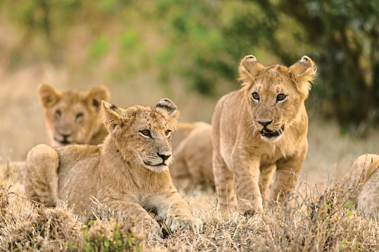 Südafrika - Botswana - Simbabwe Rundreise Tiere