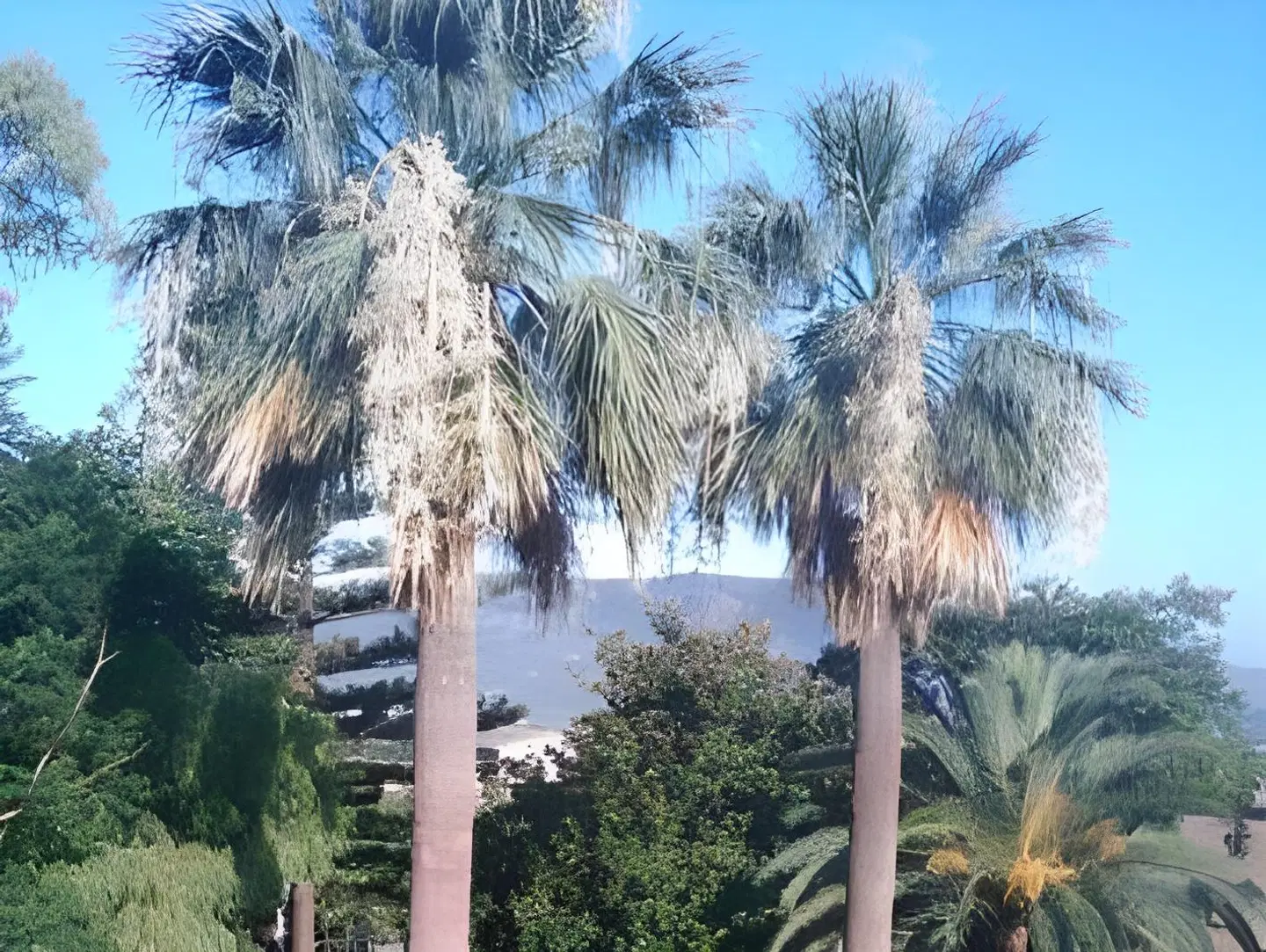 Finca Cas Sant Garten