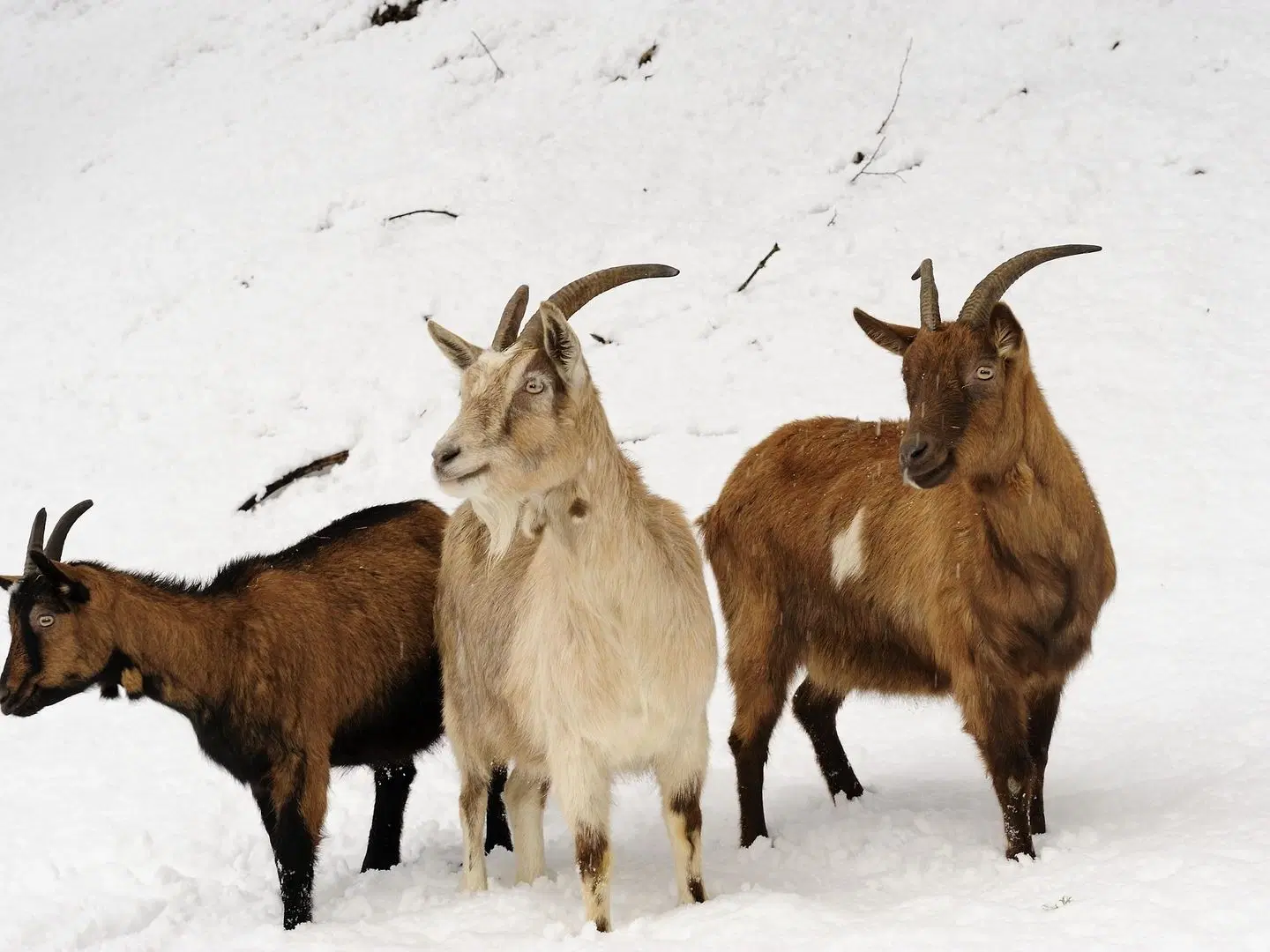 B&B Il Sambuco Tiere