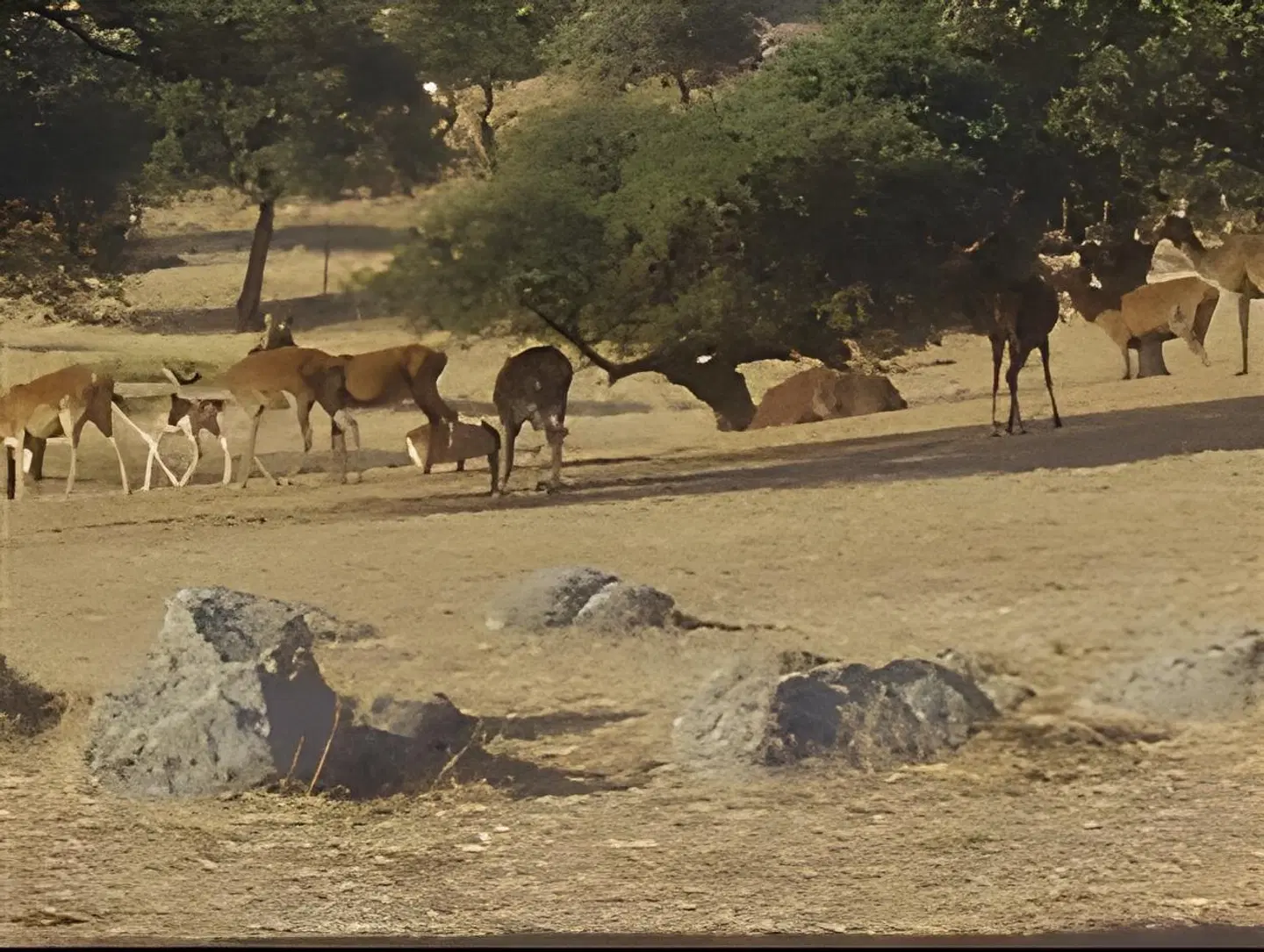 Palacio Guzmanes Tiere