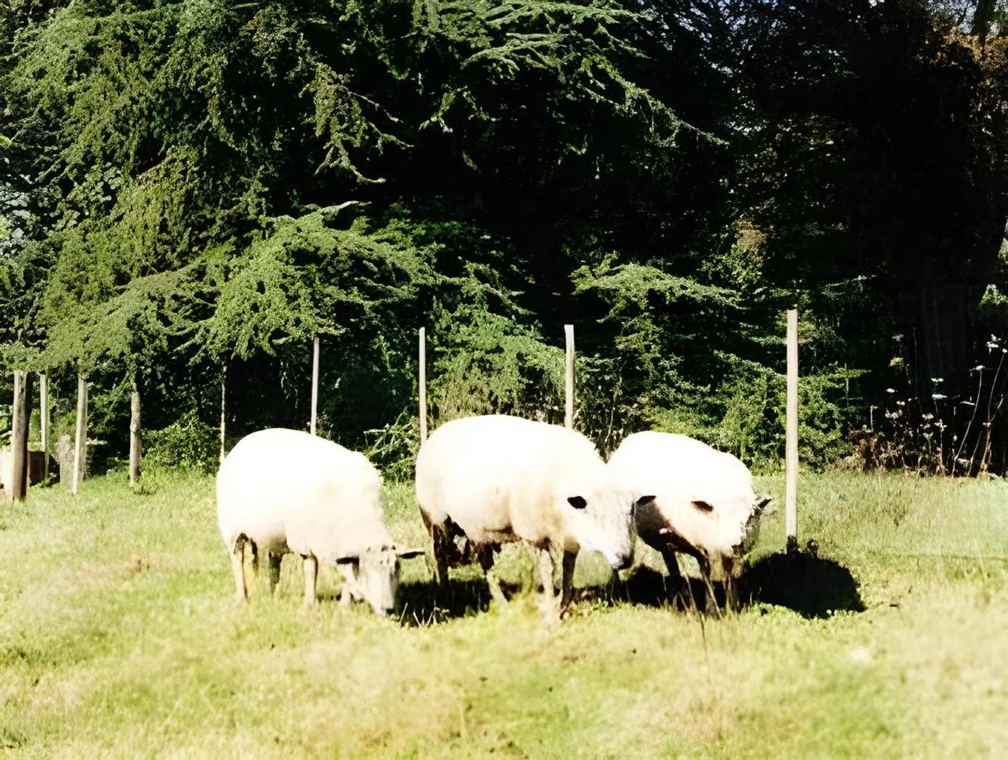 Hostellerie Sarrasine Tiere