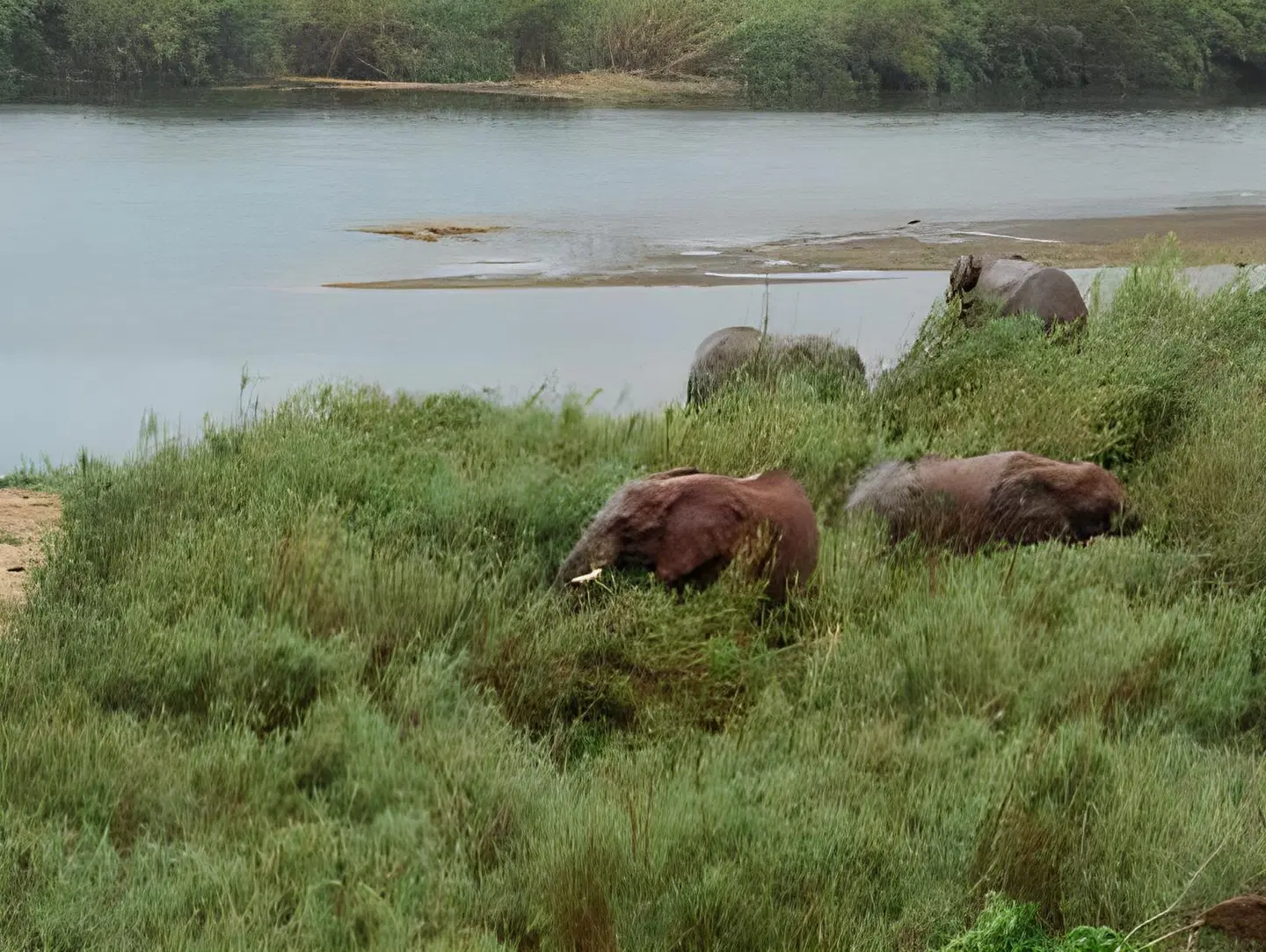 Elephant Walk Retreat Tiere