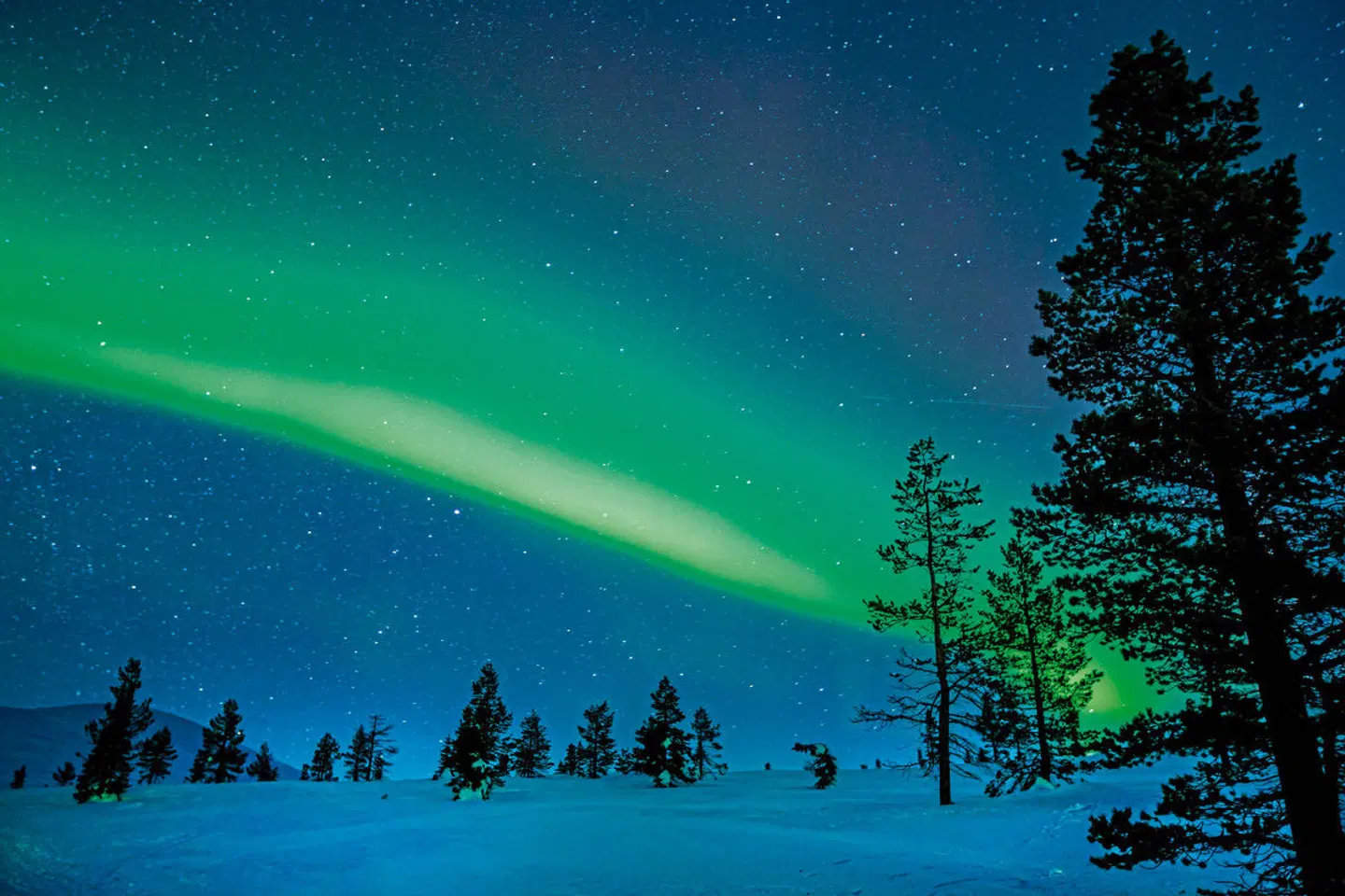 Perlen unter dem Polarlicht Tiere