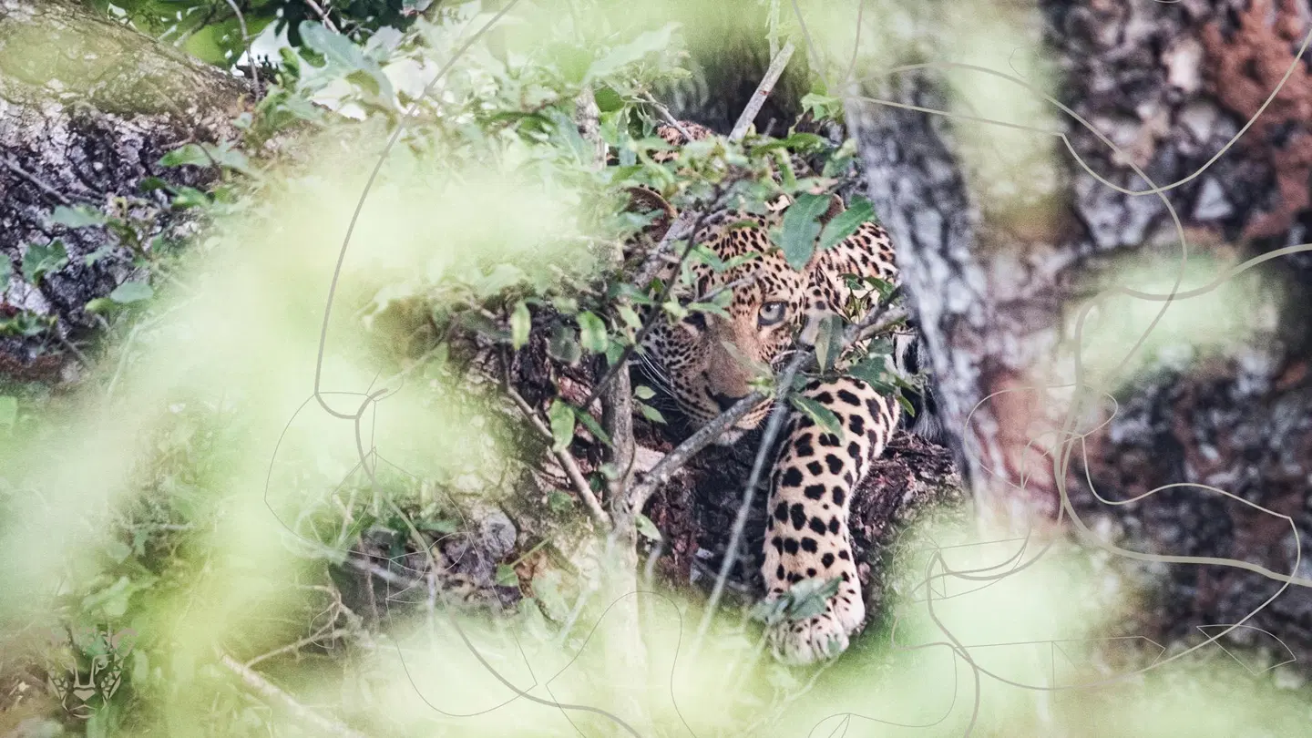 Mdluli Safari Lodge Tiere