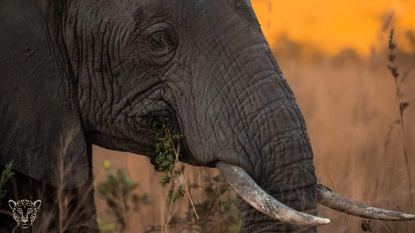 Mdluli Safari Lodge Tiere