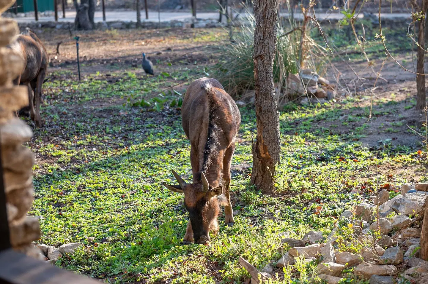 Foxy Crocodile Bush Retreat Tiere