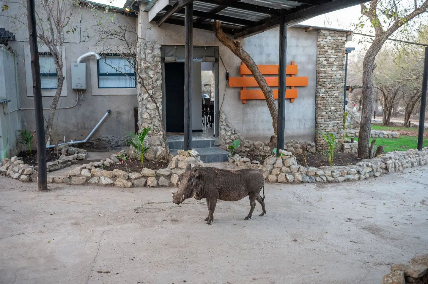 Foxy Crocodile Bush Retreat Tiere