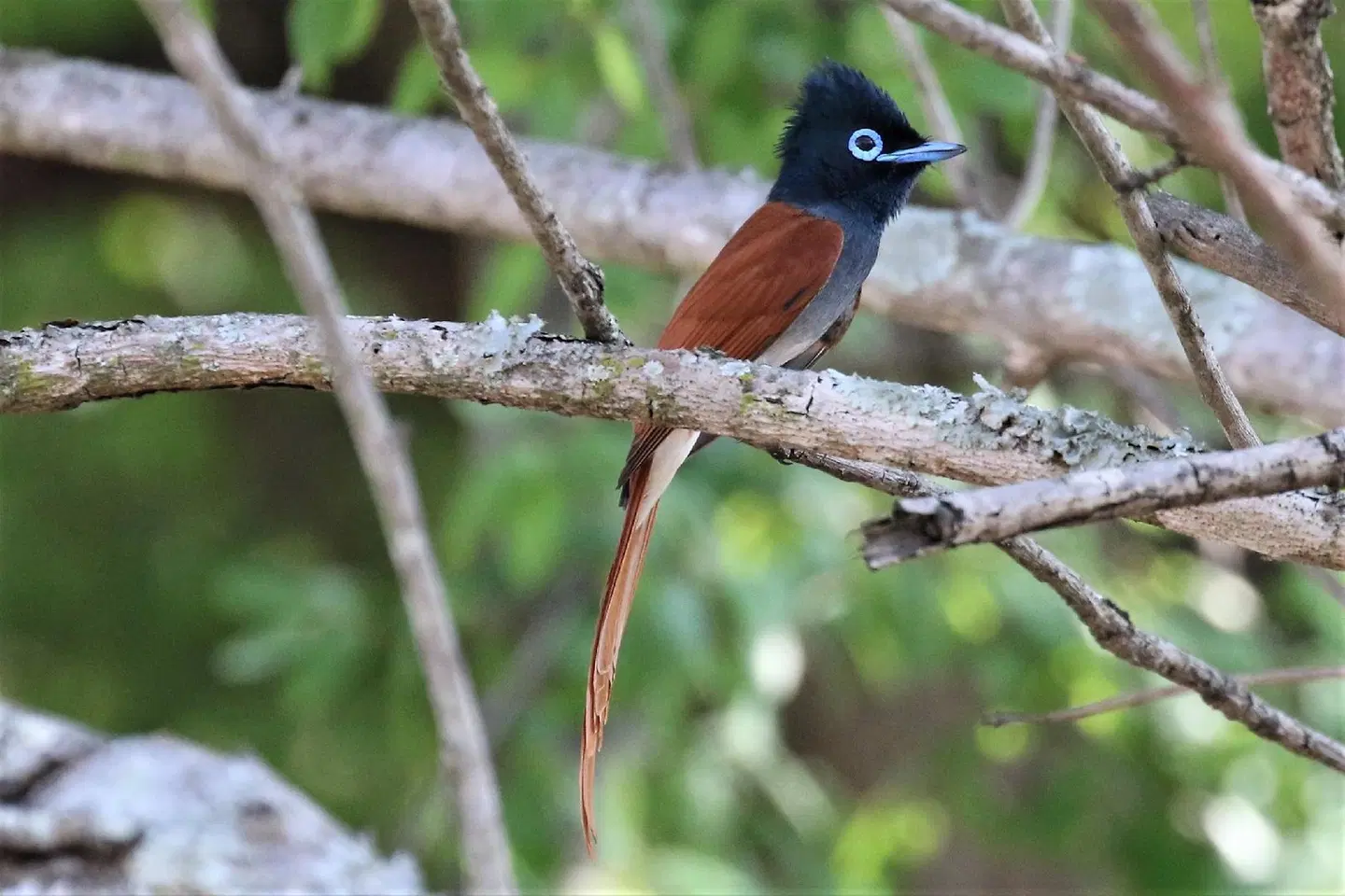Birds Babble Self Catering Guesthouse Tiere