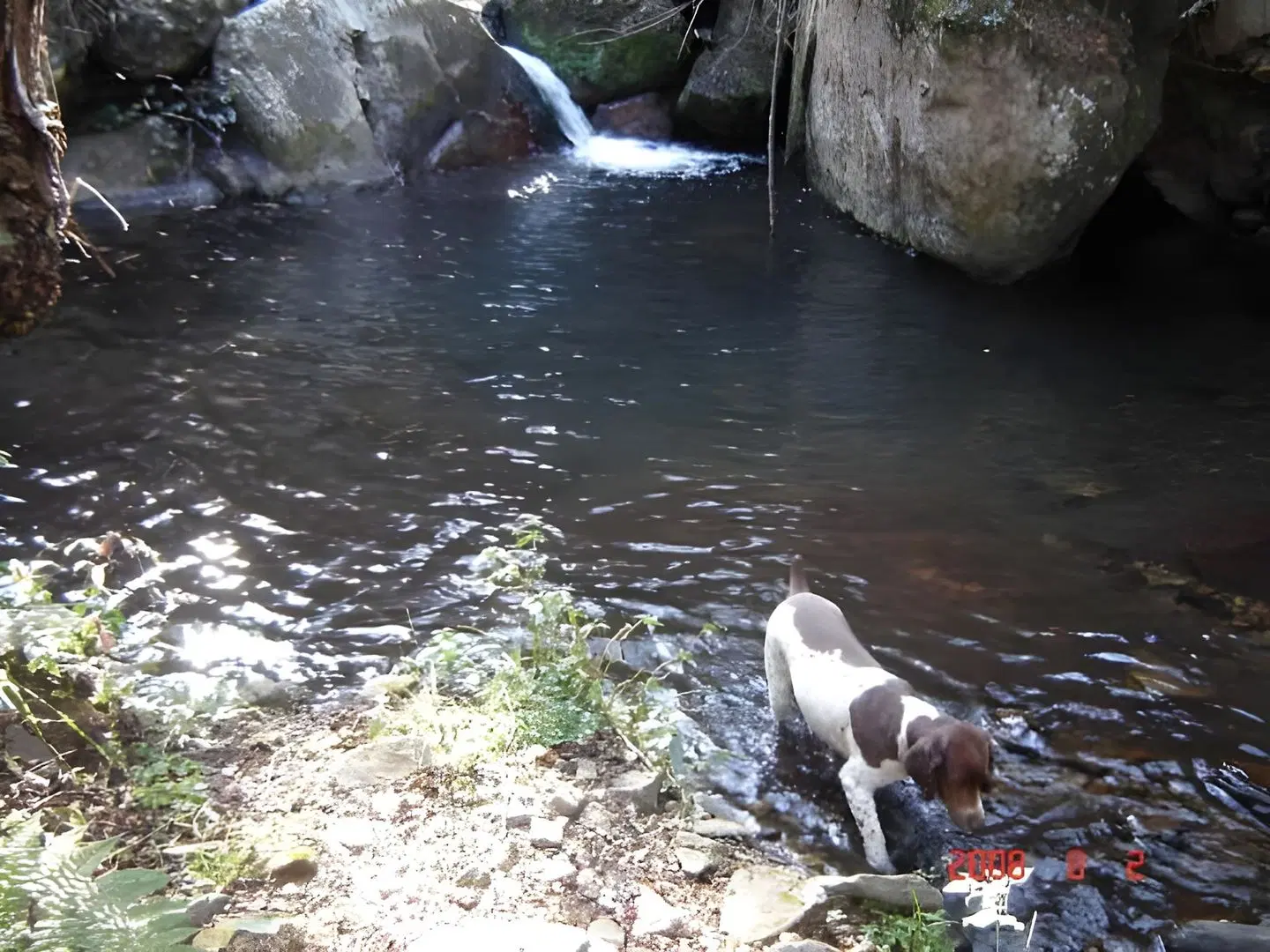 Forest Creek Lodge & Spa Tiere