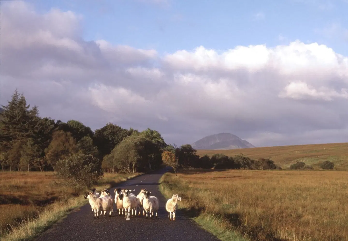 Mount Errigal LANDSCAPE