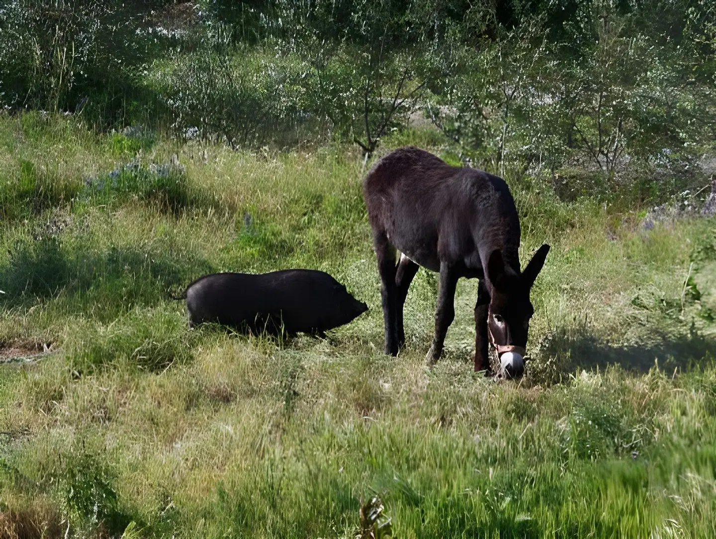 Monte Gois Country House e Spa Tiere