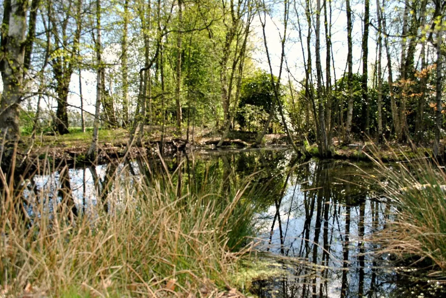 Buntes Moor LANDSCAPE