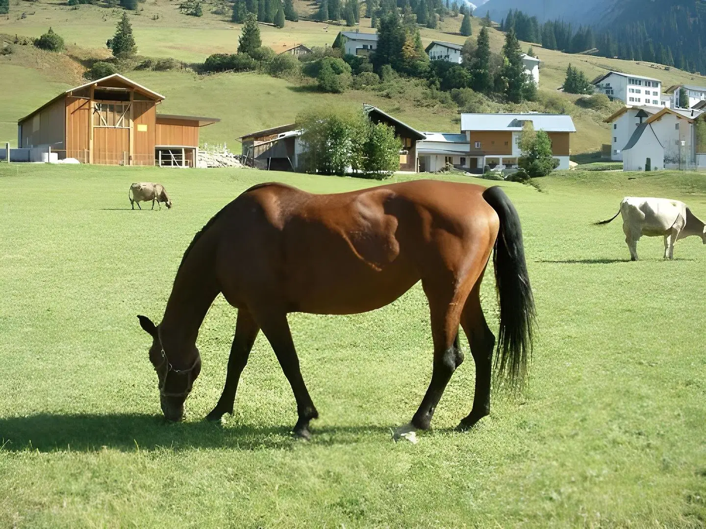 Pension Juliana Tiere