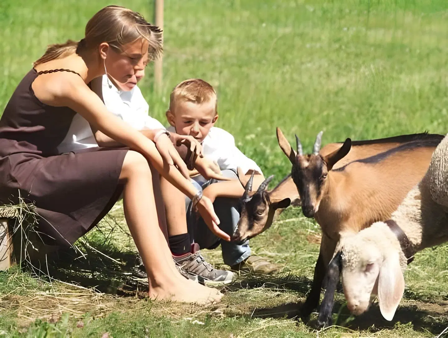Mohnenfluh Tiere
