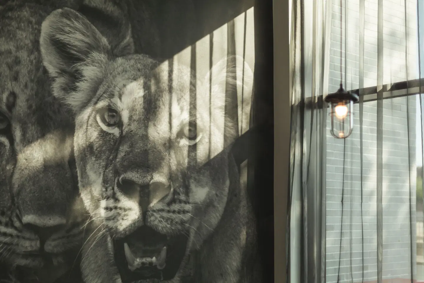 the niu Leo Tiere