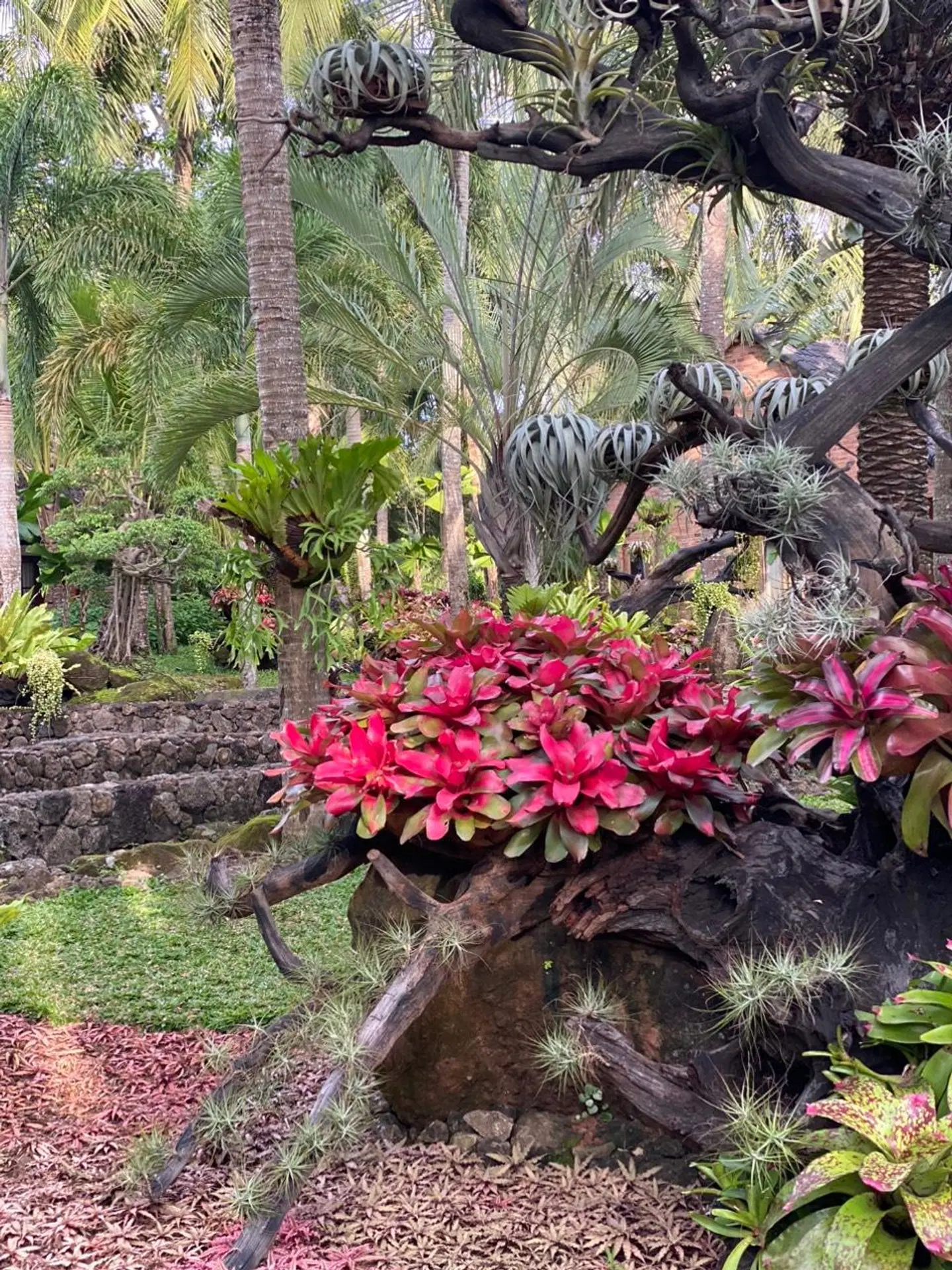 Coco Palm Beach Resort & Spa GARDEN