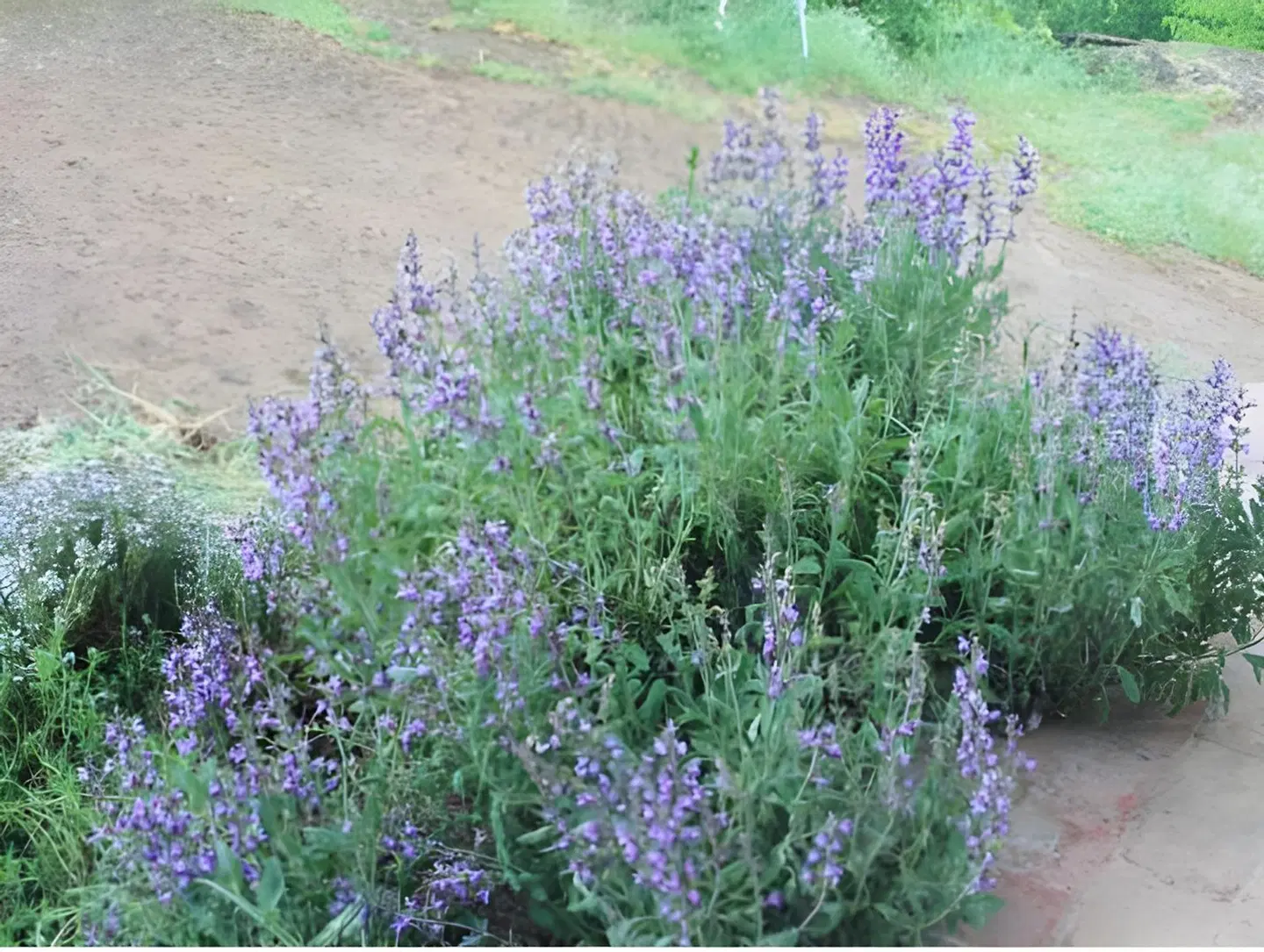 Poggio Ba Garten