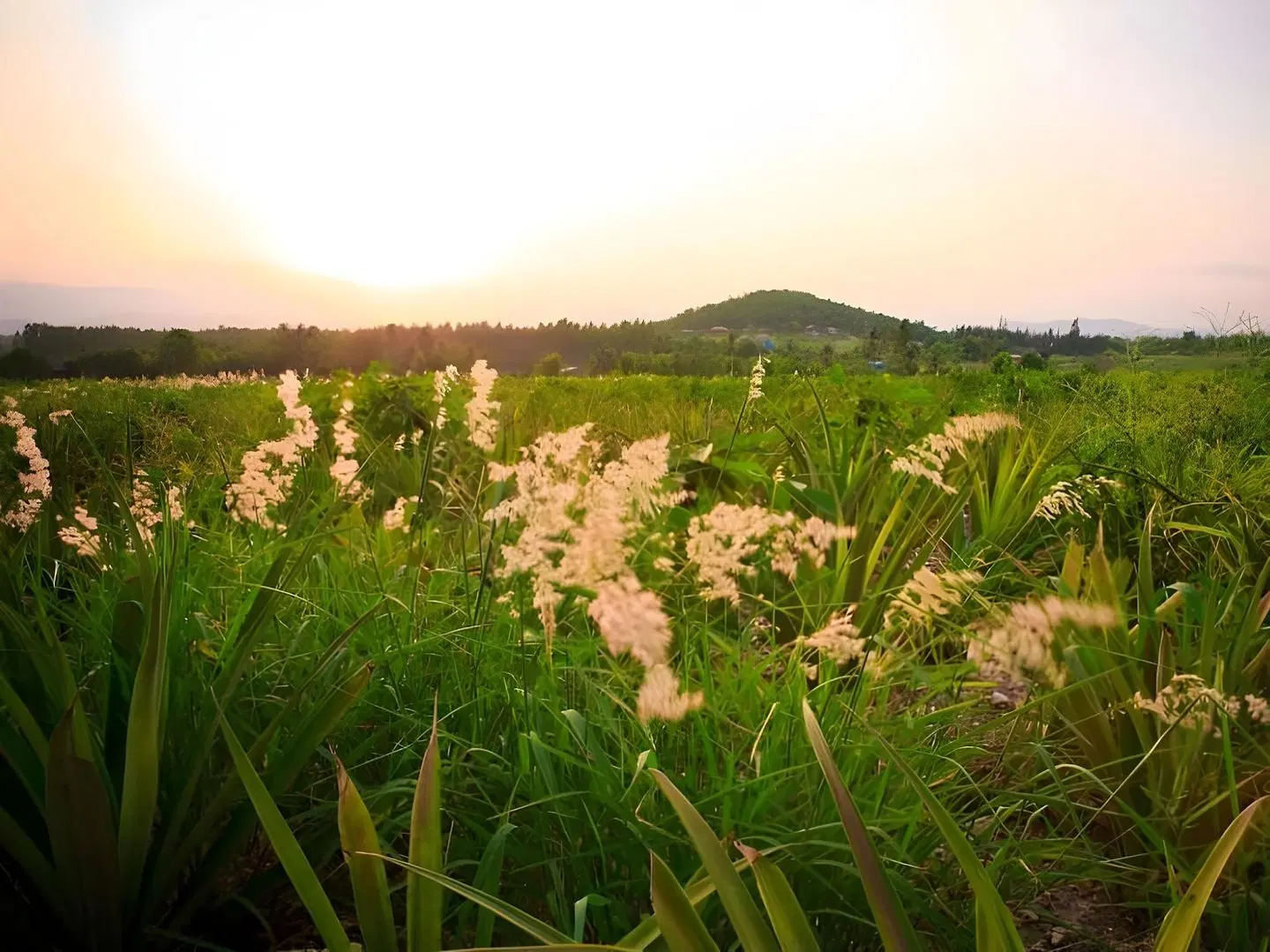 Baanrai Areeya LANDSCAPE