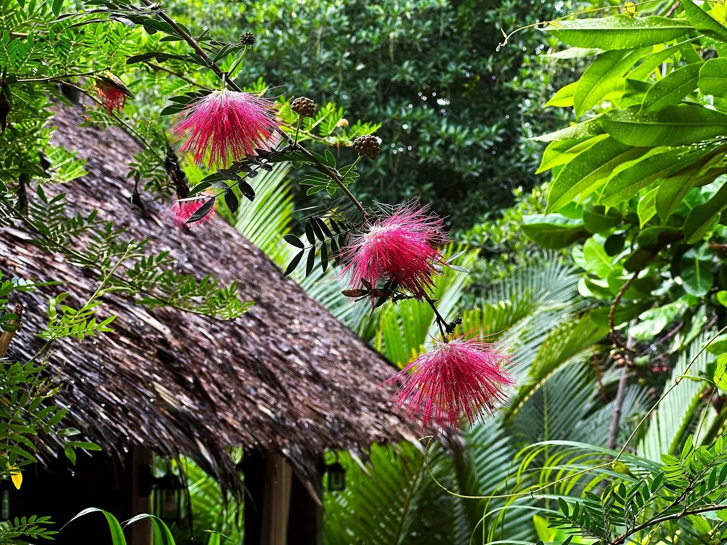 Dreamville Koh Phangan ANIMAL