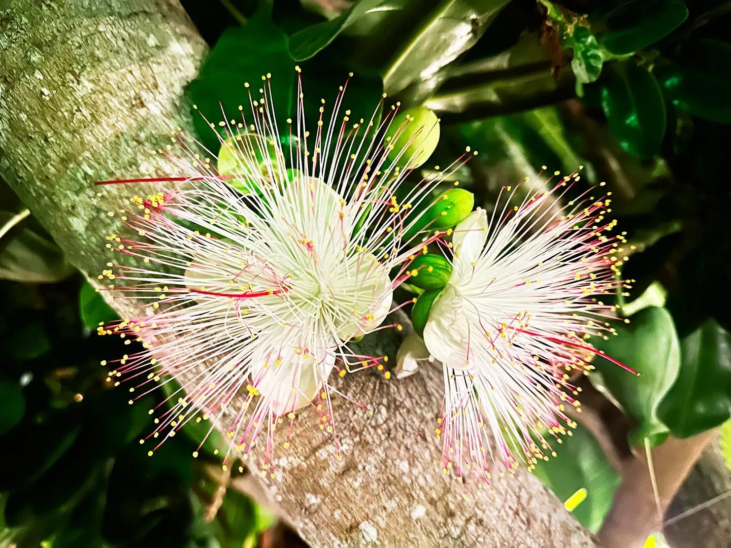 Dreamville Koh Phangan GARDEN