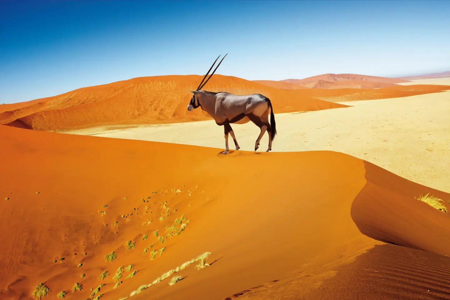 Kontrastreiches Namibia Tiere