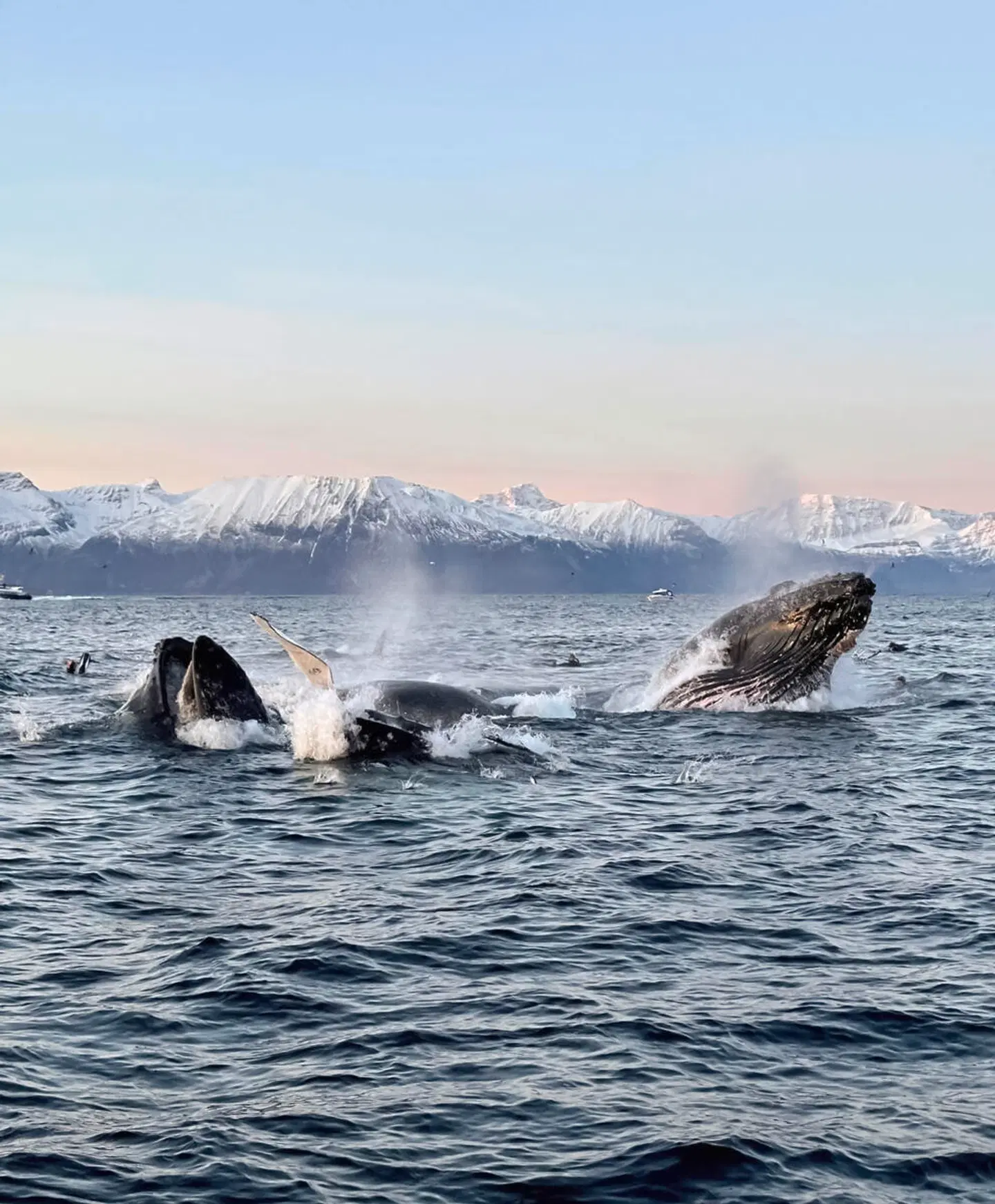 Winterabenteuer in der Arctic Panorama Lodge Tiere