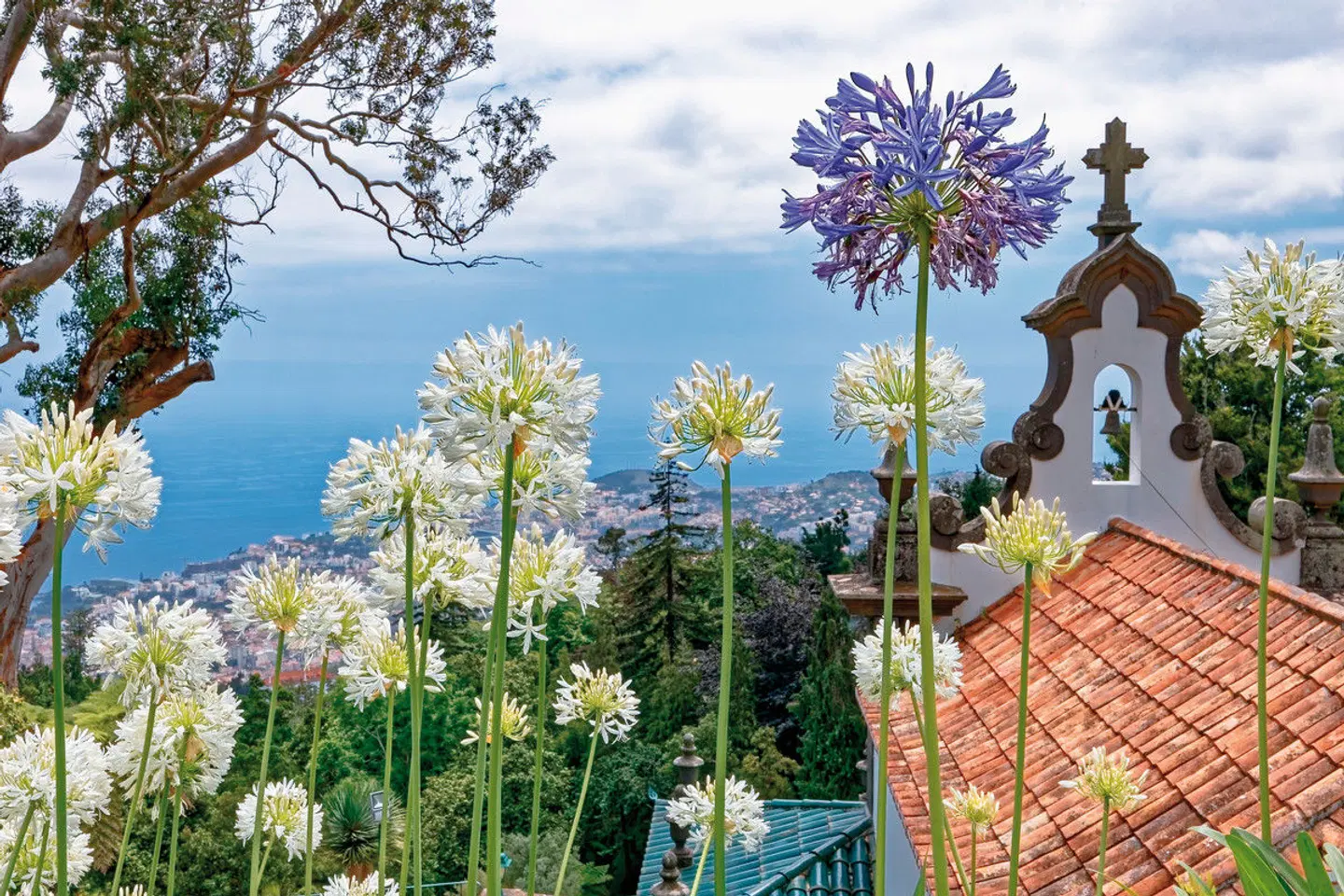 Madeira & Porto Santo Garten
