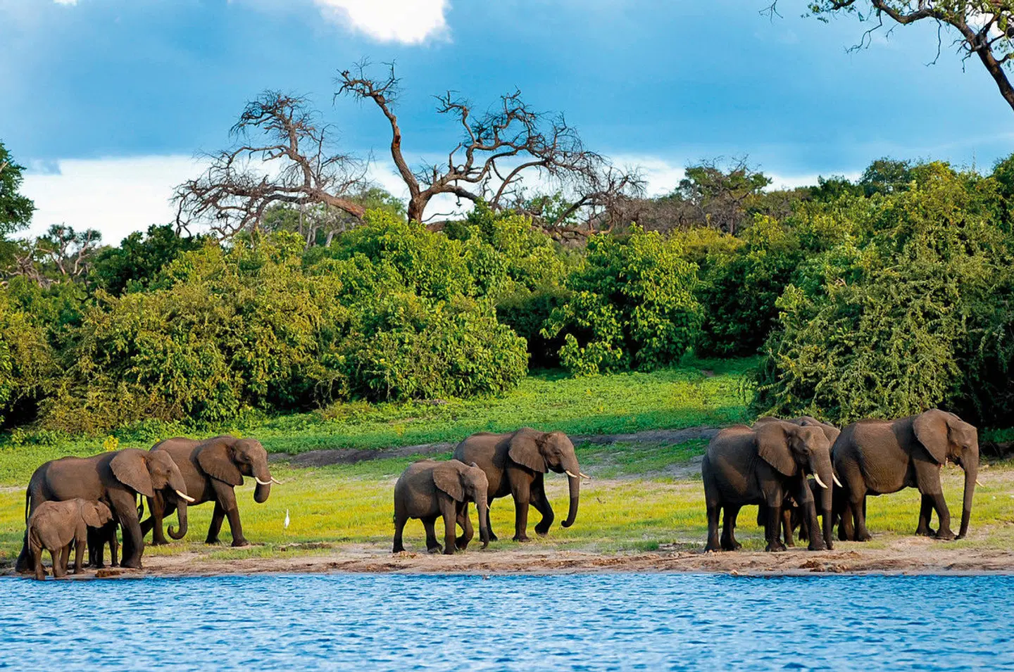 Botswana Kaleidoskop Tiere