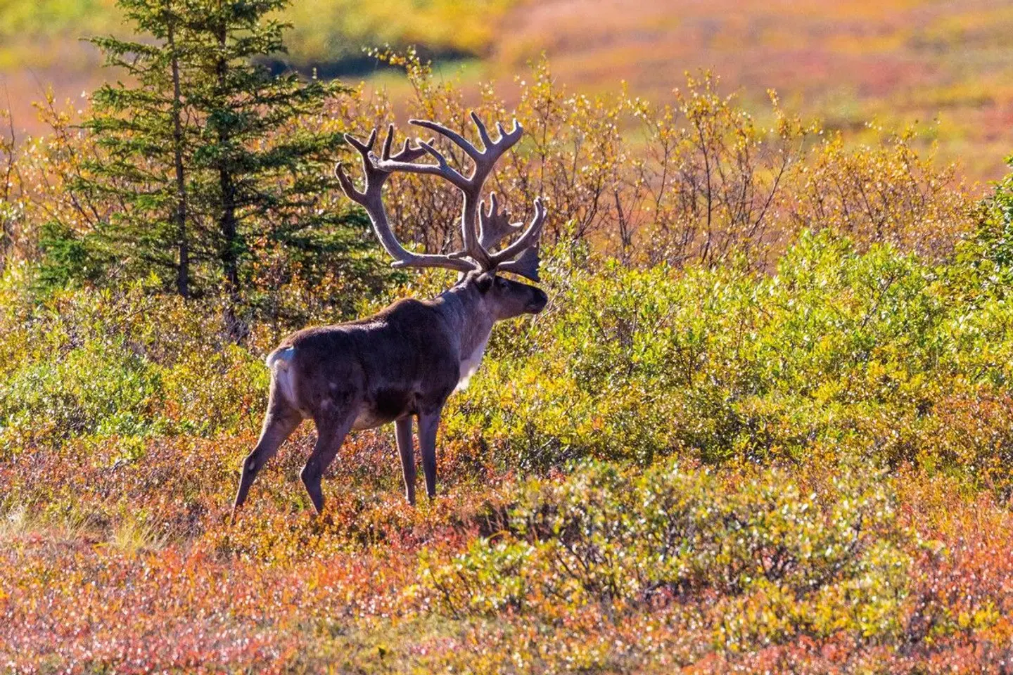 Highlights Alaska & Yukon Tiere