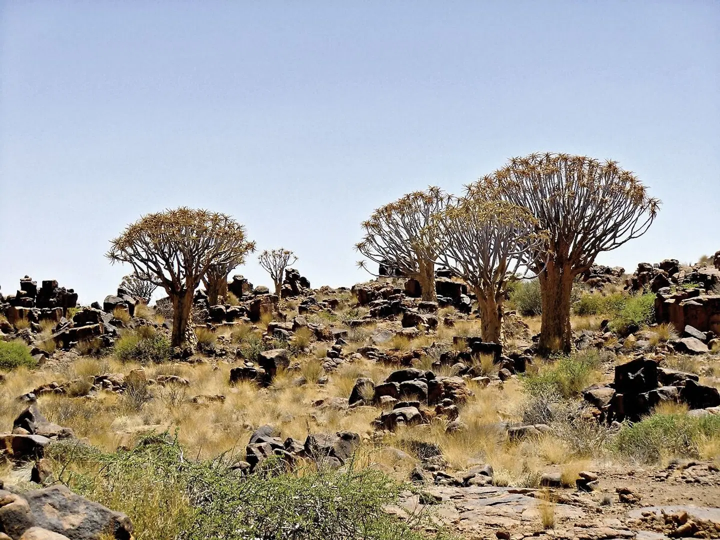 Go4Namibia - Erlebnisreise für die ganze Familie - Südtour Tiere