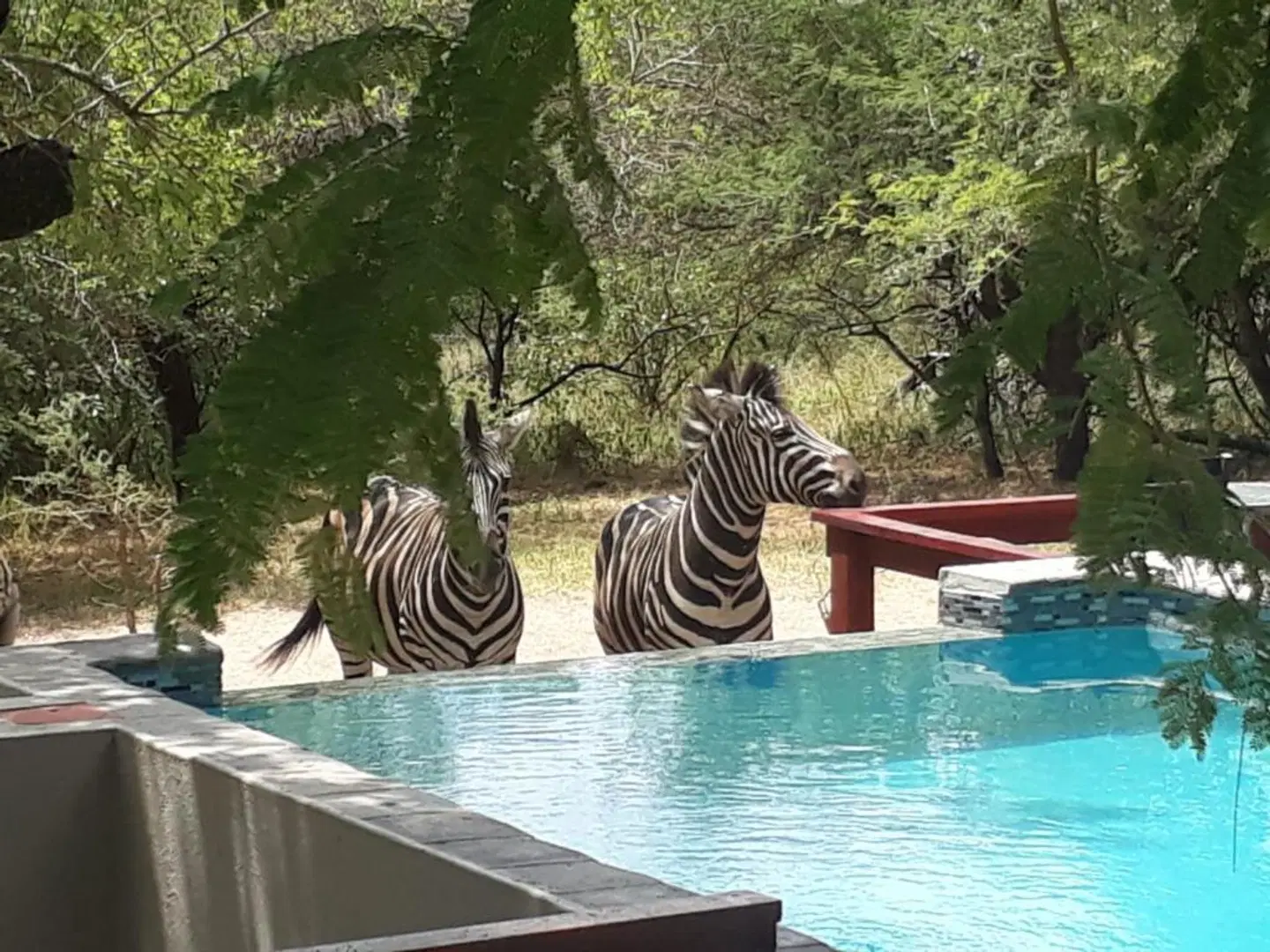 Turaco Lodge OUTDOOR_POOL