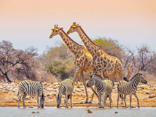 Namibia für Einsteiger Tiere