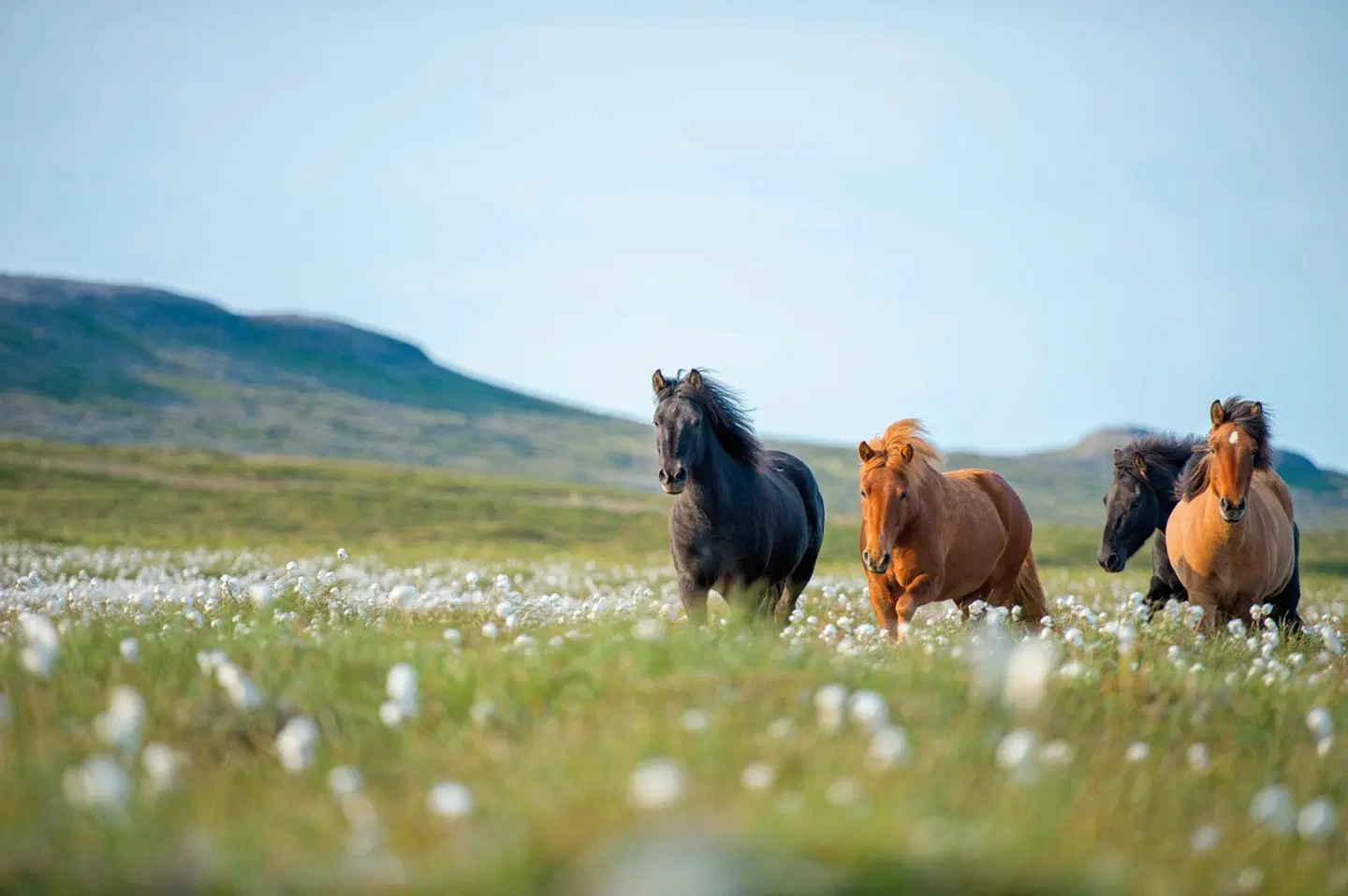 Ferienhausrundreise Rund um Island Tiere