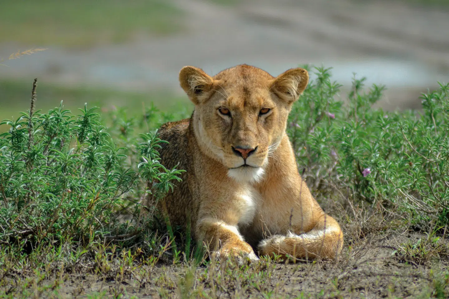 ADAC Special: Tansania - Tierwunder am Kilimanjaro Tiere