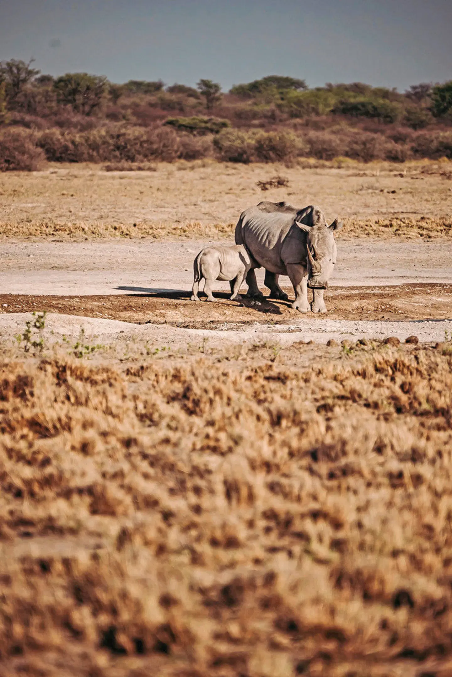Botswana Pur Tiere